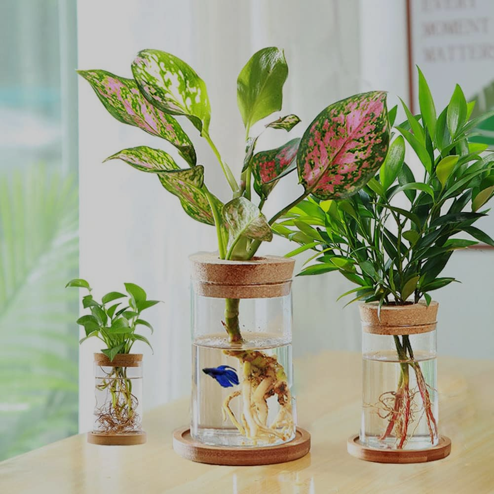 Hydroponiska vaser 3-pack